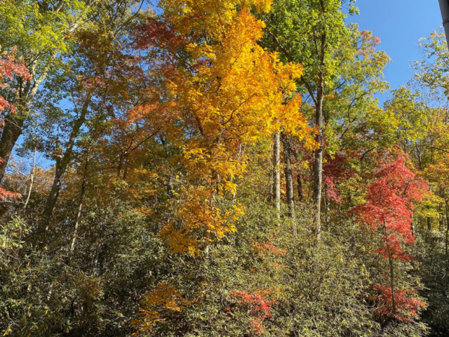 Fall Leaves at Diamond Falls Preserve - Mountain Vacation