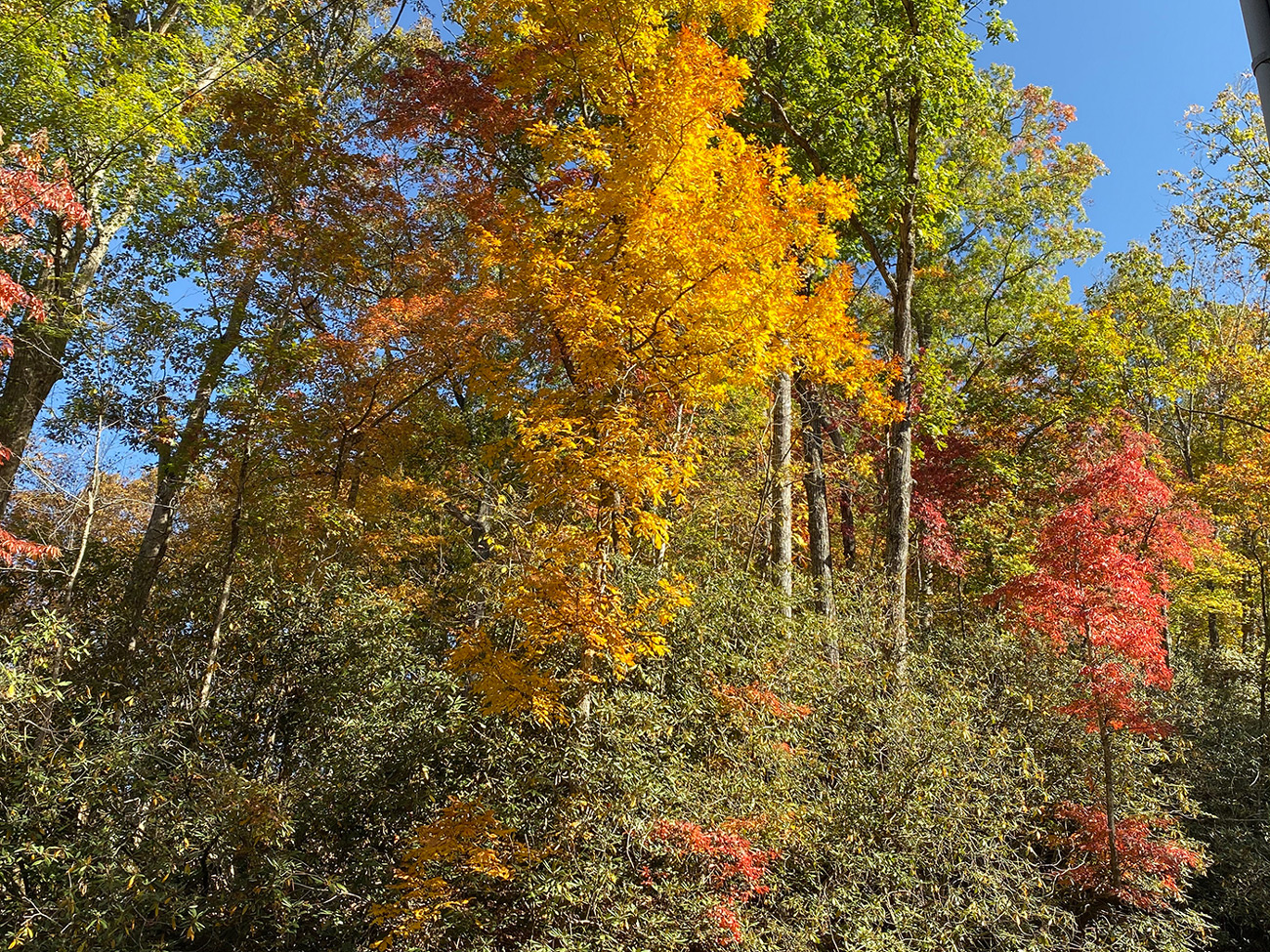 Fall Leaves at Diamond Falls Preserve - Mountain Vacation